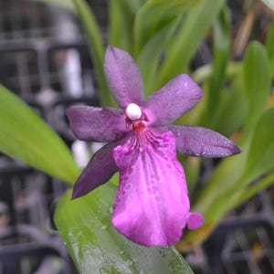 Orchid Oncidium Miltonia spectabilis Live PLant