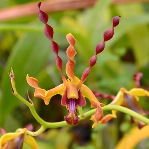 Orchid Dendrobium Den. Airy Gold Spin Live PLant