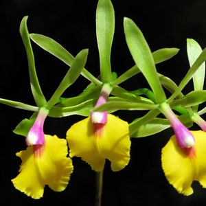 Planta viva de orquídea de colección muy rara Epicattleya Rene Marquez 'Tyler' 'Flame Thrower Orchid'