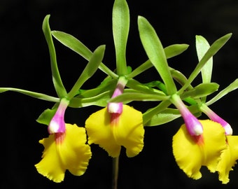Very Rare Collector's Orchid Epicattleya Rene Marquez 'Tyler' 'Flame Thrower Orchid' Live PLant