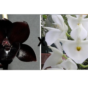 Rare Orchid Catasetum Ctsm. Fdk After Dark 'Black Pearl' x pileatum Alba Live Plant Real Black Orchid