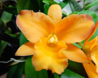 Planta viva madura de Cattleya Rhyncattleanthe Nugget Digger (Cattlianthe Gold Digger x Rhyncattleanthe Fuchs Orange Nuggett)