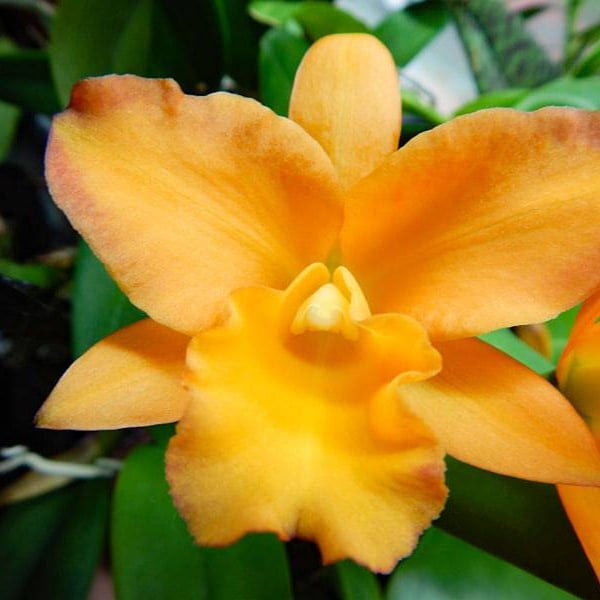 Planta viva madura de Cattleya Rhyncattleanthe Nugget Digger (Cattlianthe Gold Digger x Rhyncattleanthe Fuchs Orange Nuggett)