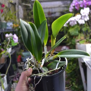 Orchid Cattleya Rlc Orange Diamond Live Plant pot image 2