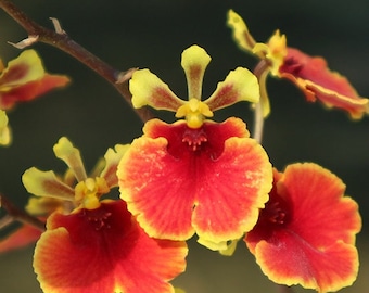 Miniature Orchid Oncidium Tolumnia Jairak Flyer ''Lady in Red'  Oncidium Terrarium Live plant