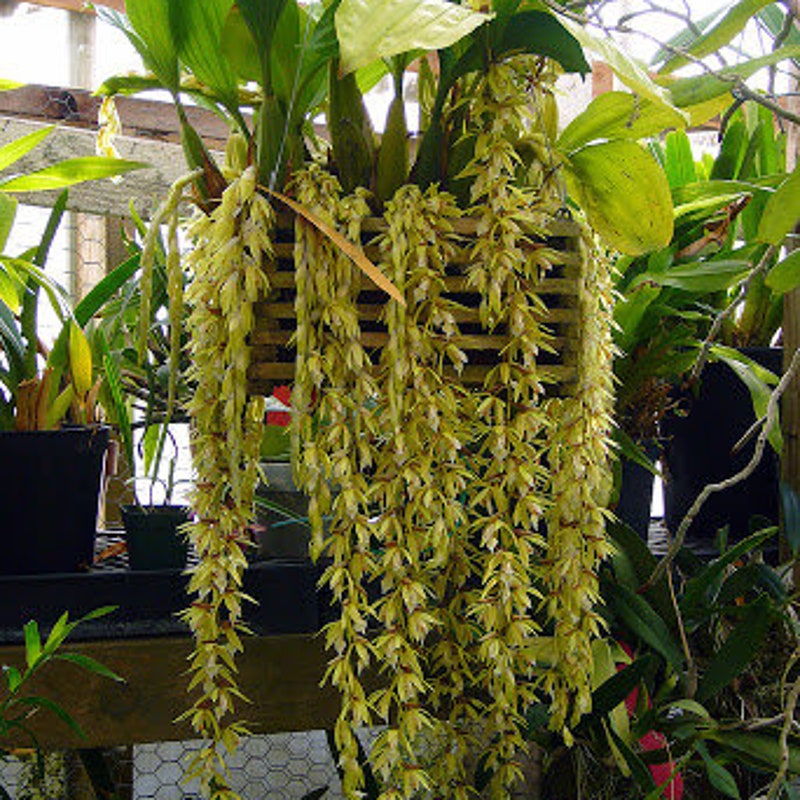 Coelogyne rochussenii (Coelogyne)
