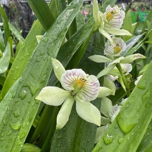 Neofinetia Falcata Shutenno 朱天王/orchid/vanda/fragrant/miniature
