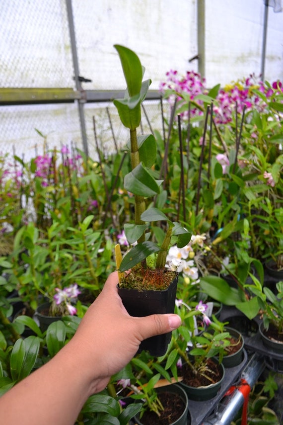 Orquídea Dendrobium Den. Linterna Verde 'Alfombra - Etsy España