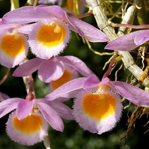Orquídea Dendrobium loddigesii, especie rara, planta viva madura.