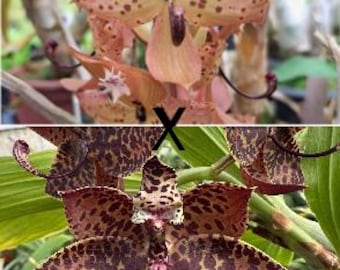 Orquídea Catasetum Cyc. Jean Monnier x Cycnodes Brown's Choice Spotted Live Plant Real Orchid