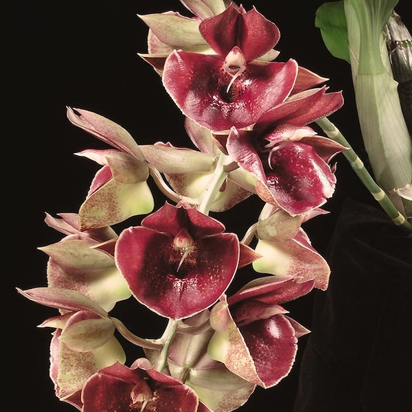 Orchid Catasetum Cynoches Orchidglade 'Jack or Diamonds'  Live PLant