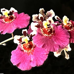 Miniature Orchid Oncidium Tolumnia Jairak Flyer &#39;Dark Pink&#39; Oncidium Terrarium Live plant