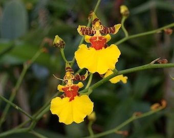 Seedling Orchid Oncidium Oncidesa Gower Ramsey 'TOW' Dancing Lady Orchid  Live PLant Orchid