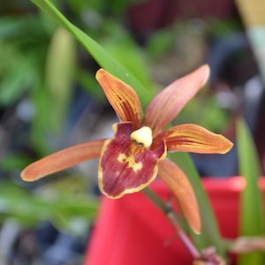 Orchid Cymbidium Cymbidium Murasaki Genji x Golden Elf  Rare Live PLant