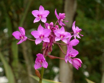 Especie de orquídea Spathoglottis plicata "Grape Swirl" (Planta viva)