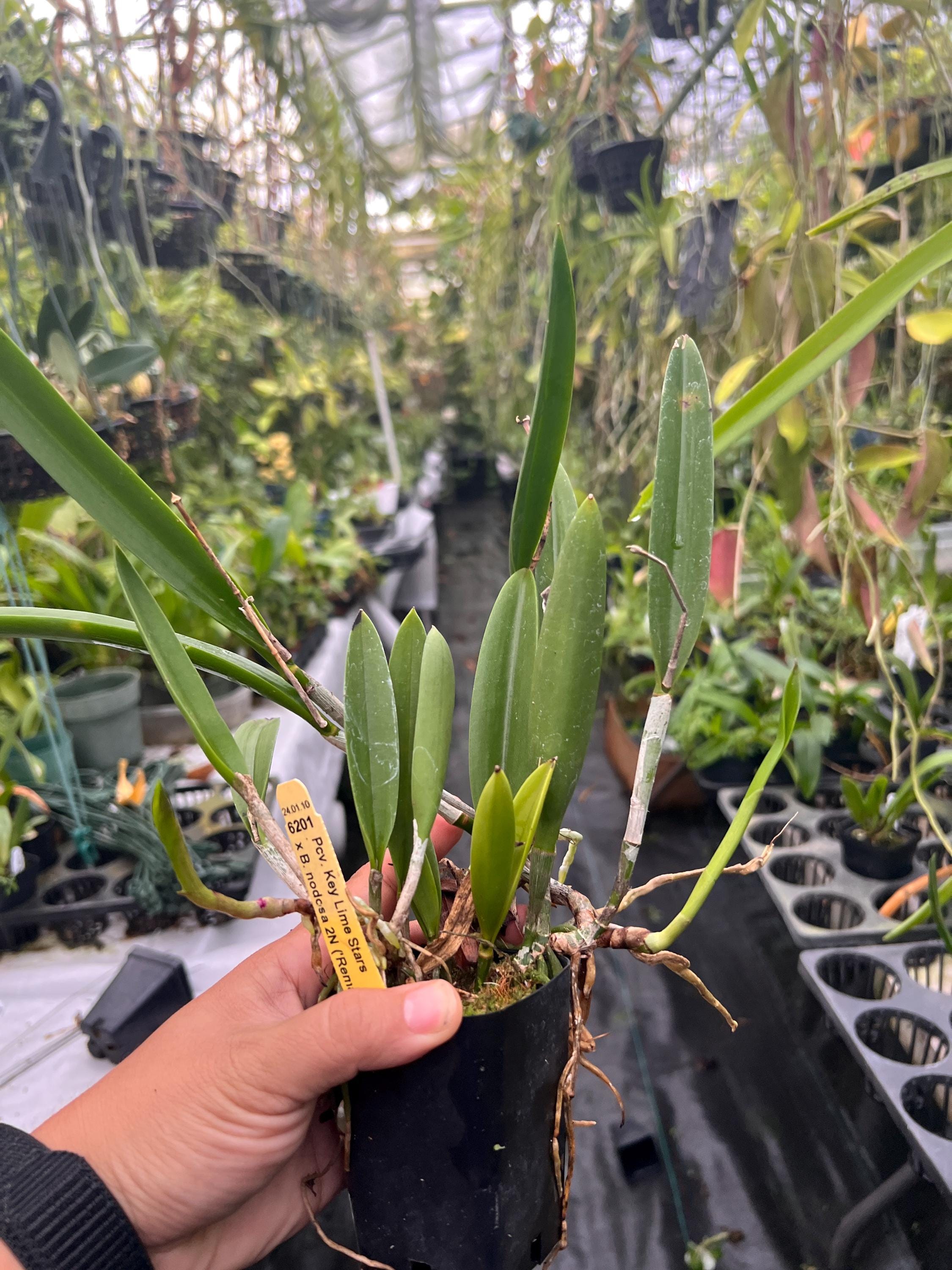 Orchid Cattleya Procatavola Key Lime Stars X Nodossa - Etsy