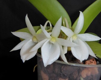 Very Rare Plant Orchid Species  Angraecum leonis Live Orchid