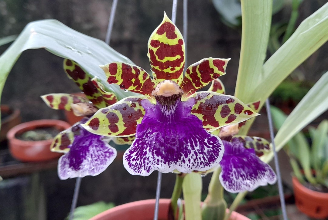 Fragrant Flowers Orchid Zygopetalum Jumpin Jack (clone) Live