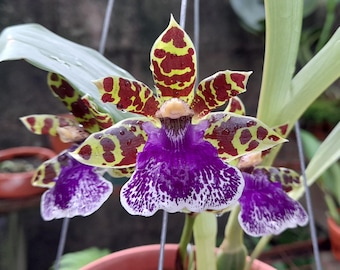 Fragrant Flowers Orchid Zygopetalum Jumpin Jack (clone) Live
