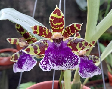 Fragrant Flowers Orchid Zygopetalum Jumpin Jack (clone) Live