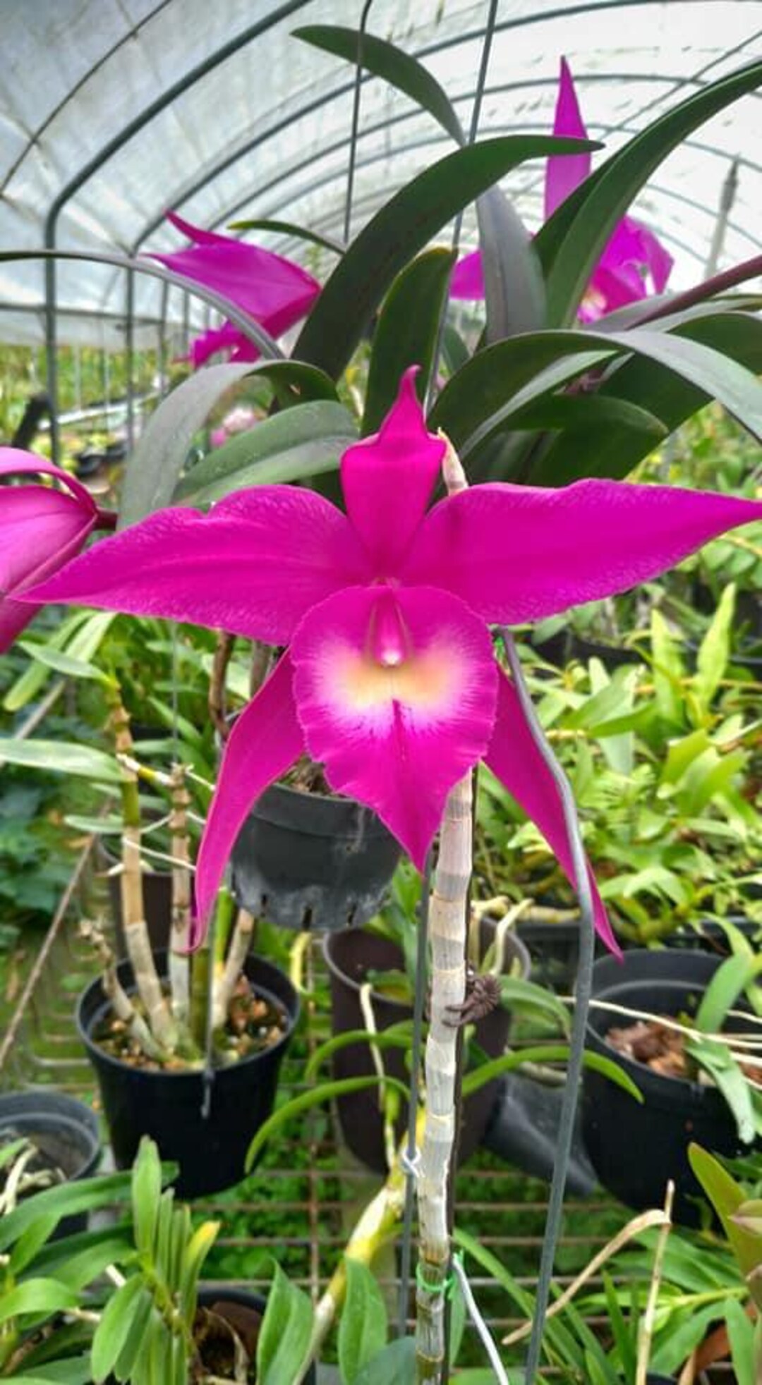 Orchid Cattleya Rhynchobrassoleya TLDC Divine Phoenix Live Plant