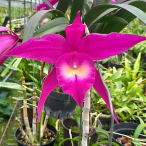 Orchid Cattleya Rhynchobrassoleya TLDC Divine Phoenix Live Plant