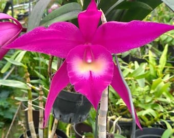 Orchid Cattleya Rhynchobrassoleya TLDC Divine Phoenix Live Plant