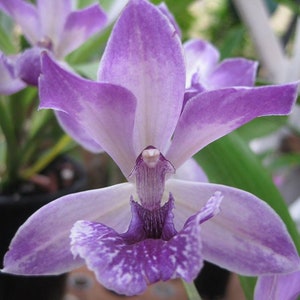Orquídea Zygopetalum Zygonesia Cynosure 'Blue Birds' en floración, planta viva