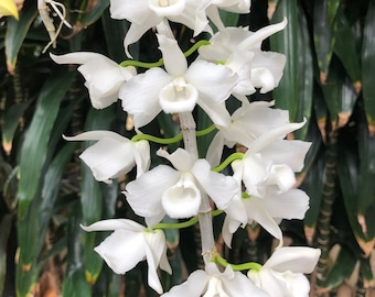 Especie rara de orquídea Dendrobium Den anosmum ' alba' Planta viva madura