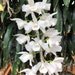 see more listings in the DENDROBIUM section