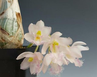 Catasetum Clowesia Rebecca del norte 'Mikabi' Muy fragante