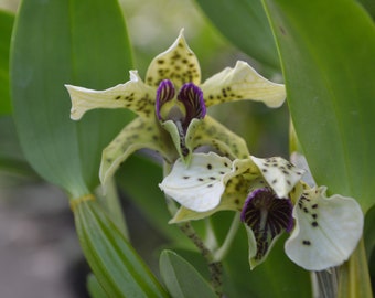 Orchid Hybrid Laturia Dendrobium Ozark Atro  Live Mature Plant