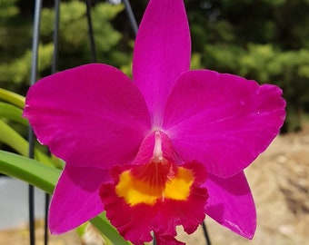 Cattleya  Rhyncattleanthe Hsinying Dream 'Violet Queen'  Live Mature PLant