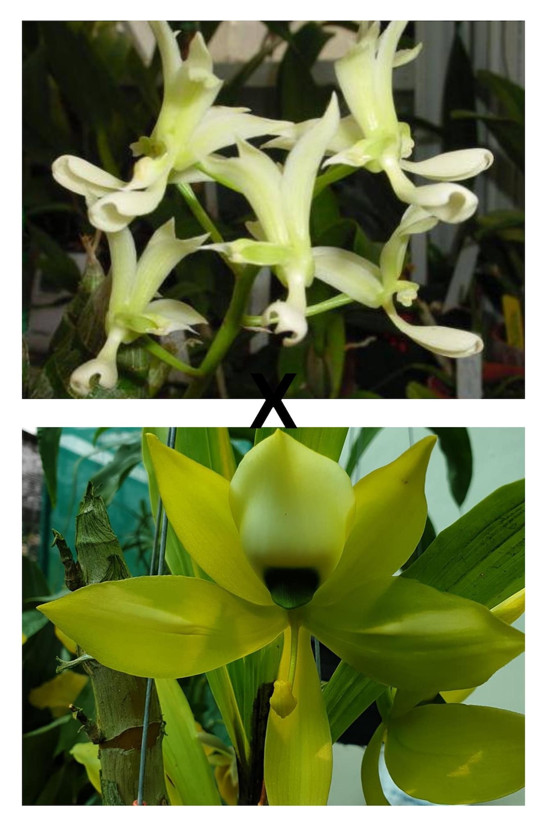 Orchid Catasetum Cycnodes Emerald Swans (mormodes Tezontle