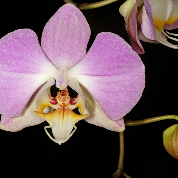 Orchid Rare Species Phaleonopsis Phal. sanderiana  Live PLant