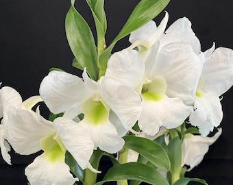 Orchid Dendrobium Den. Dendrobium Snow Bells Live PLant
