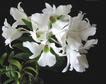 Rare Orchid Dendrobium Dendrobium sanderae var. luzonicum Species Rare Live PLant