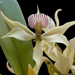 Very Rare Orchid  Species Encyclia fragrans Species Live PLant