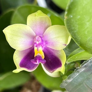 Orchid Species phalaenopsis bellina var coerulea  phal Live Mature PLant Fragrant Flowers