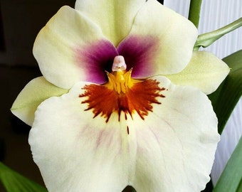 Orchid Oncidium Miltoniopsis Arthur Cobbledick 'Springtime' 4 inch Pot Pansy Orchid Live PLant