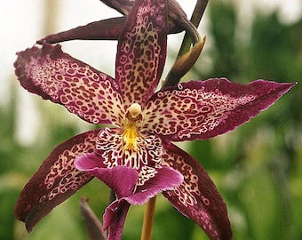 Orchid Oncidium Bllra Marfitch 'Howard's Dream' House Plant Mature Live Plant Orchid