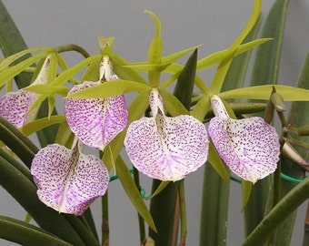 Orchid Cattleya Brassavola Nakornpathom Live PLant