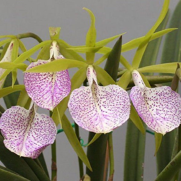 Orchid Cattleya Brassavola Nakornpathom Live PLant