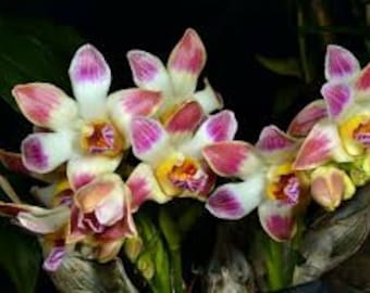 Orquídea de especie muy rara Chysis limminghei (planta viva)