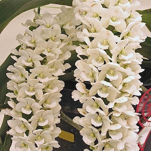 Fragrant Orchid Rhyncostylis gigantea &#39;alba&#39; Live Mature Orchid