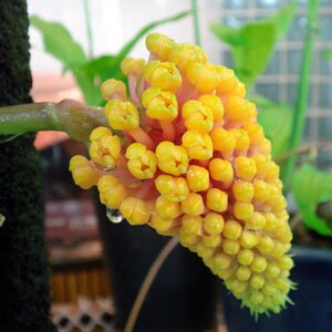 Rare Orchid Species Robiquetia Cerina 'yellow' Pineapple Orchid