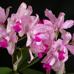 Orchid Cattleya amethystoglossa Live PLant