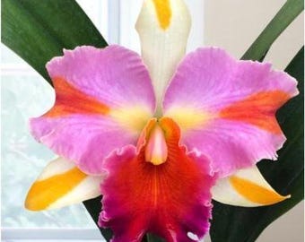 Orchid Cattleya Rhynchobrassoleya TLDC Divine Phoenix Live Plant