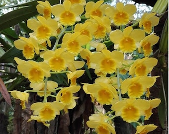 Mature Orchid Rare Species Dendrobium chrysotoxum Live PLant