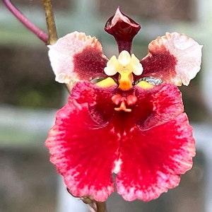 Miniature Orchid Oncidium Tolumnia Jairak Flyer &#39;Red Cherry&#39;  Oncidium Terrarium Live plant